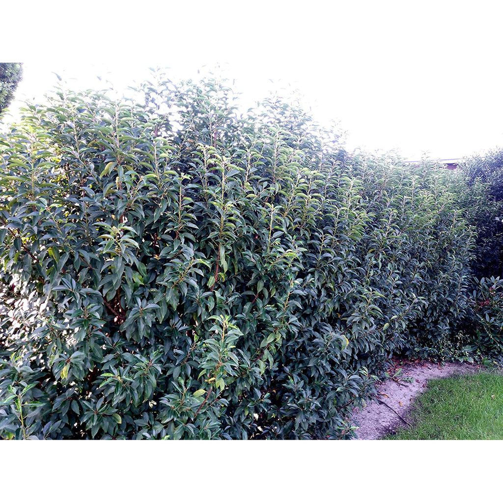10x Portugisischer Kirschlorbeer Prunus Kaufland.de
