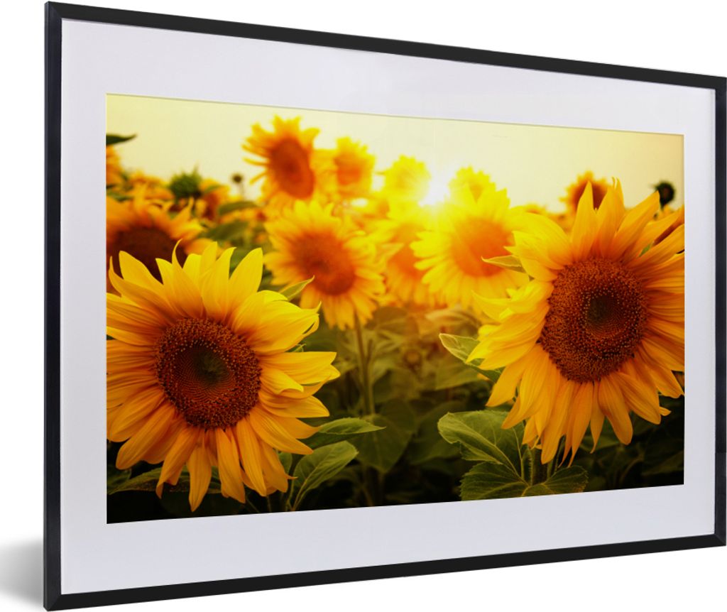 MuchoWow Gerahmtes Poster Sonnenblume - Gelb - Blumen - Sonne 60x40 cm - Poster mit Schwarzem Bilderrahmen Wandposter Rahmen Foto Bilder - Schlaf...