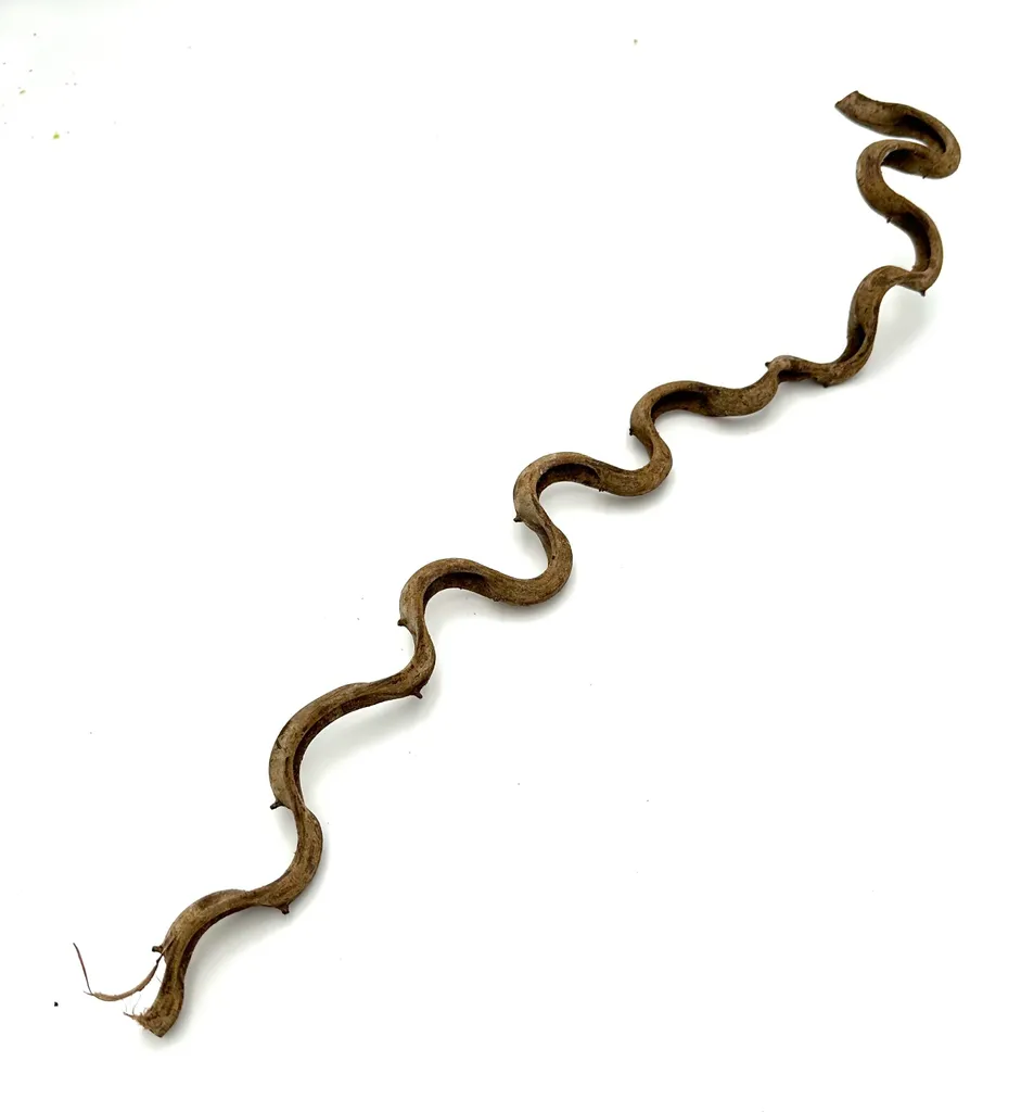 Liane BioThai 50cm : la solution naturelle pour éviter le stress des reptiles - 2