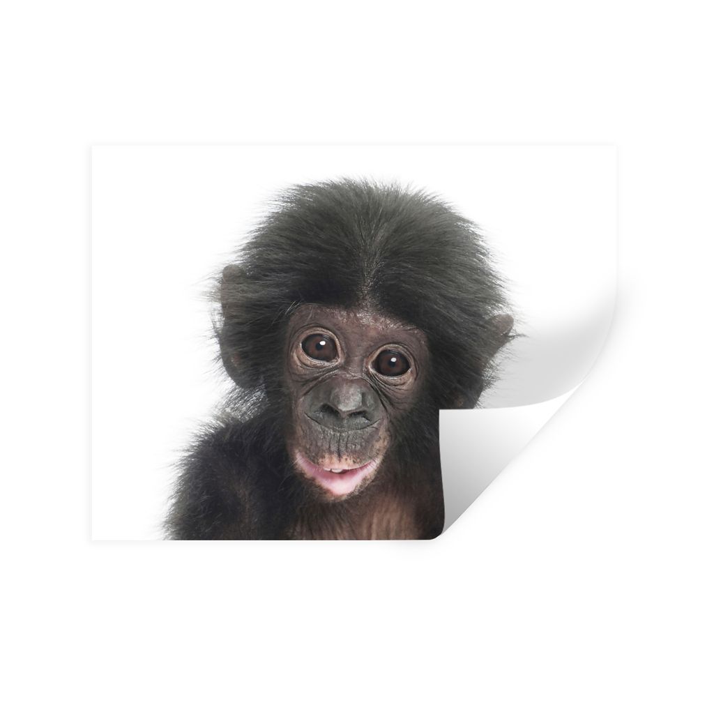 MuchoWow Wandtattoo Wandsticker Wandaufkleber Affe - Tiere - Natur - Schimpanse 120x90 cm Selbstklebend und Repositionierbar - Aufkleber