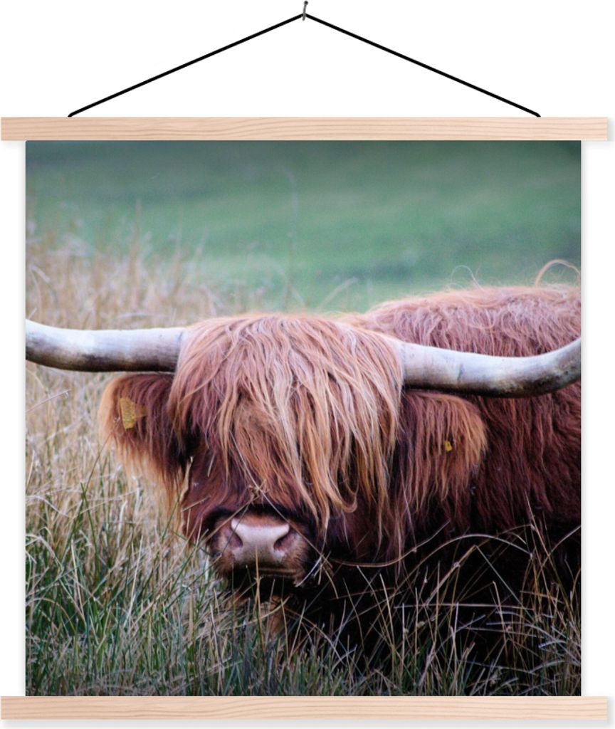 MuchoWow Textilposter Schottisches Hochlandrind - Hörner - Gras 40x40 cm mit holzfarbenen Rahmen - Posterleiste