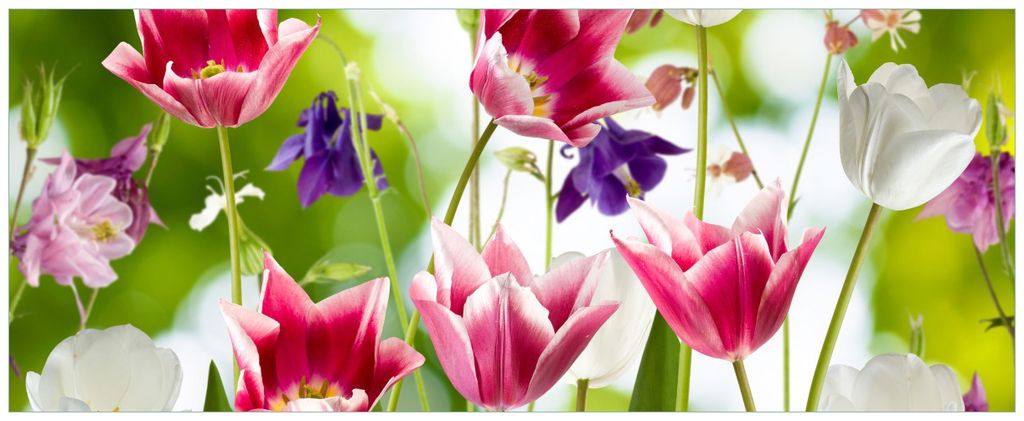 Wallario Wandbild aus Acryl, 125 x 50 cm, freischwebende Optik - Blühende Blumen im Frühling in pink und weiß