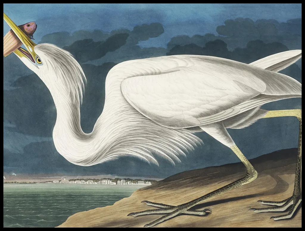 Poster Vintage Airone Bianco J.J. Audubon 100x75cm Quadro per Salotto