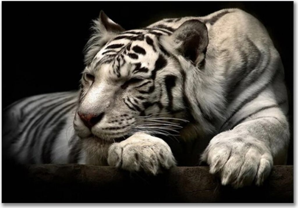TPFLiving Kunstdruck LW-743 (OHNE RAHMEN) Poster - Leinwand - Wandbild - Hochauflösender Giclée-Druck, langlebig und hochwertig - Weißer Tiger v...