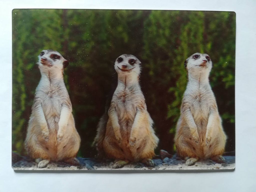 3 D Ansichtskarte Erdmännchen, Postkarte Wackelkarte Produktbild 
