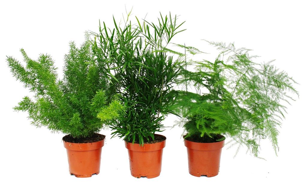 Zierspargel  - 3er Set - 3 verschiedene Asparagus Pflanzen Produktbild 