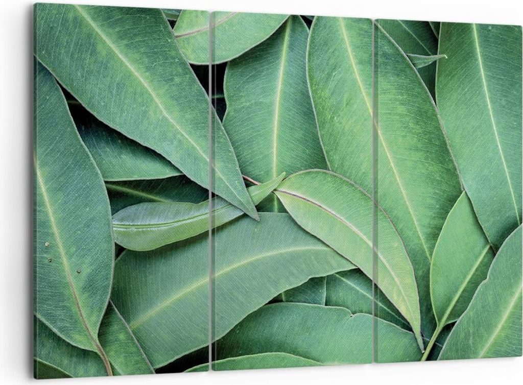 Bild auf Leinwand - Leinwandbild - 3 Teile - Blätter Eukalyptus Natur - 105x70cm - Wand Bild - Wanddeko - Wandbilder - Leinwanddruck - Bilder - Wa...