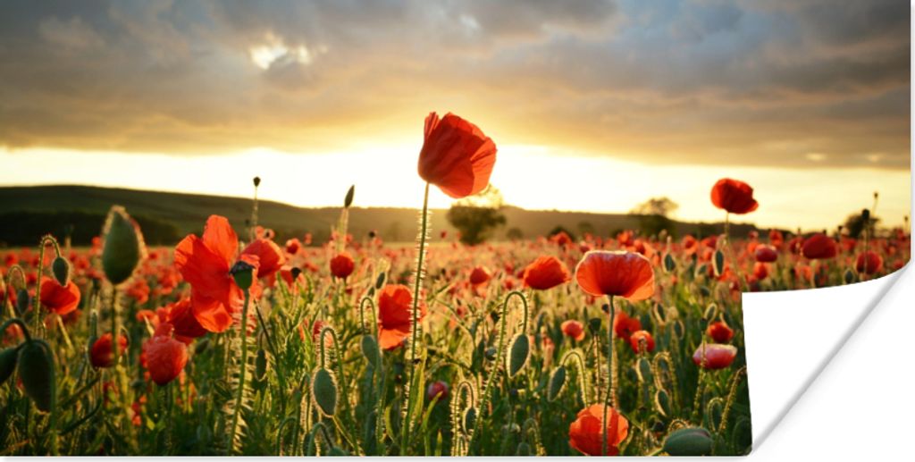 MuchoWow Poster Bunter Himmel über vielen Mohnblumen 150x75 cm - ohne Rahmen