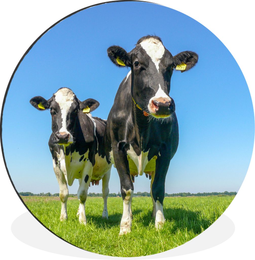 MuchoWow Aluminium Wandkreis Kühe - Weide - Tiere - Bauernhof Ø 60 cm Wanddeko Modern Wohnzimmer - Wand Kreis - Wandbild - Schlafzimmer - Alumi...