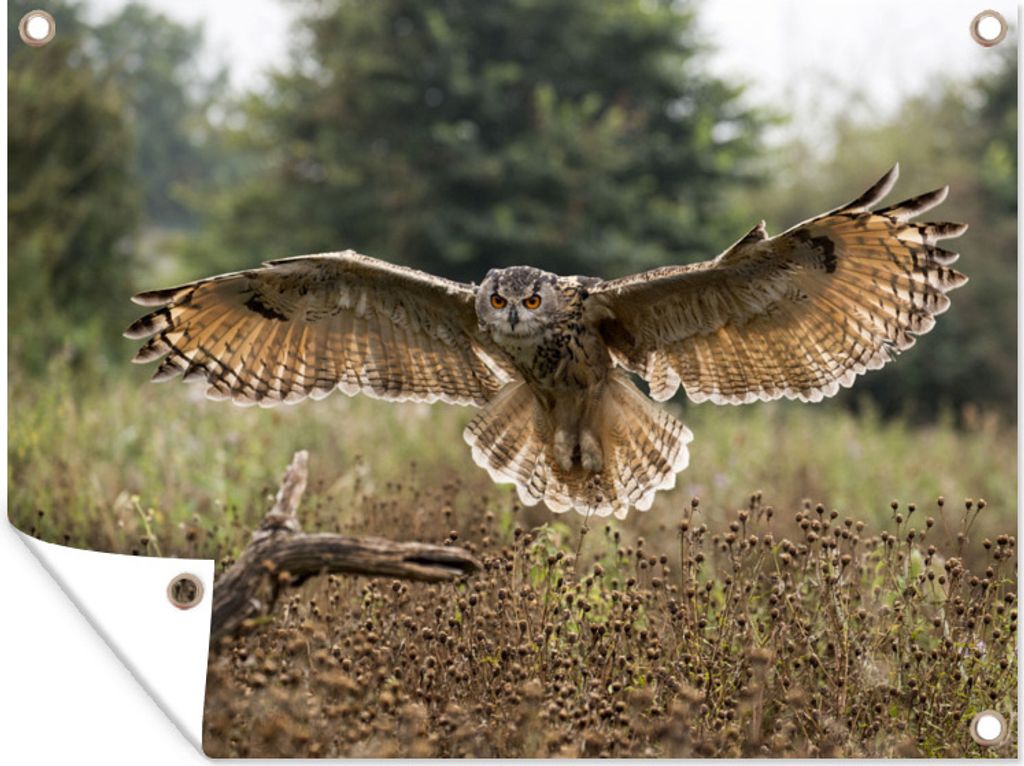 MuchoWow 40x30 cm Outdoor-Poster Gartendeko Sichtschutz Garten Poster für den Garten Ein Uhu landet auf einem Ast