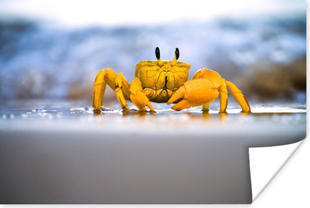 MuchoWow Poster Krabbe - Strand - Meer 180x120 cm - Fotoplakat