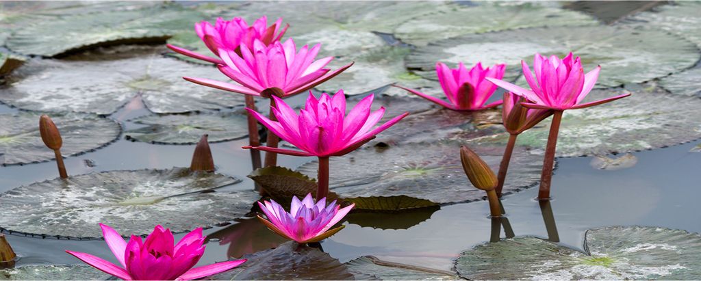 Tulup Leinwandbild - 125x50 cm - Wandkunst - Drucke auf Leinwand - Leinwanddruck - Blumen & Pflanzen - Rosa - Lotusblume