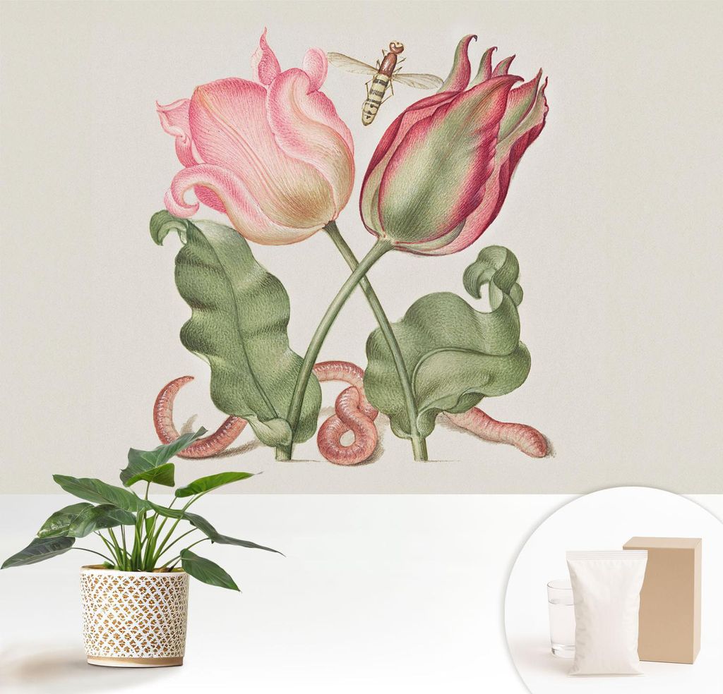 Fototapete - 152x104 cm - Tapete - Wandtapete - Wandbilder - Dekofolie - Tapete Folie - Wand - Dekoration - Wohnzimmer - Tulpenschönheit