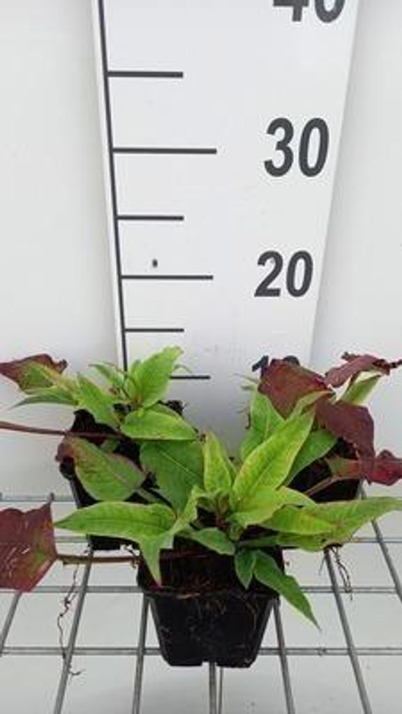 6 x Persicaria ampl. 'Alba Junior' - Kerzenknöterich - Topf 9 x 9 cm