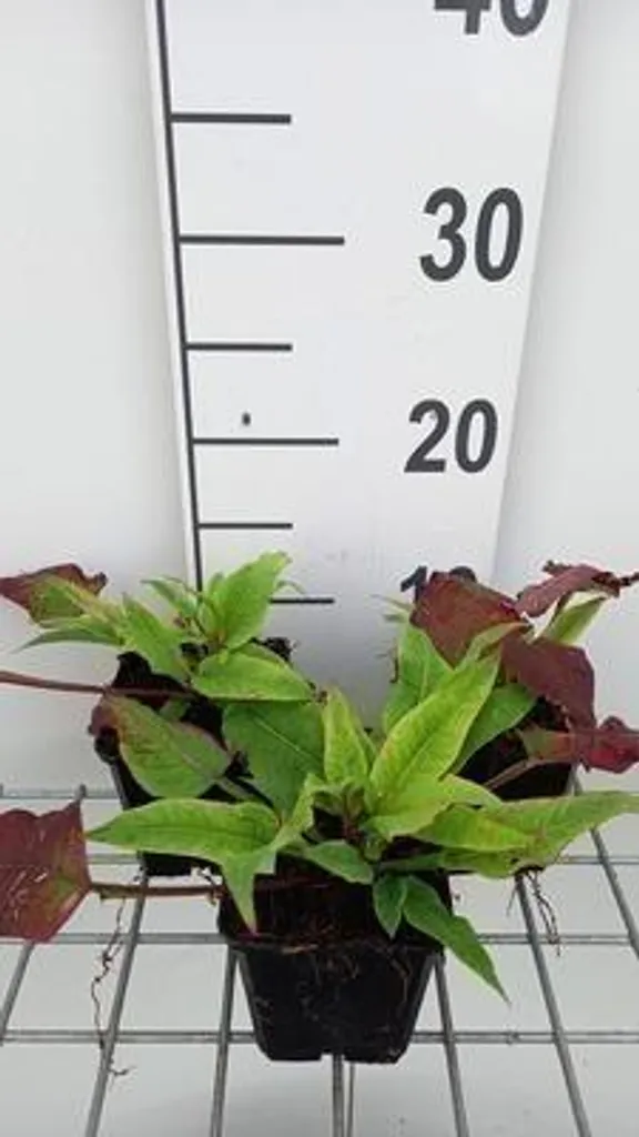 Persicaria Alba Junior Renouée bougie à fleurs blanches - Set de 6 pots