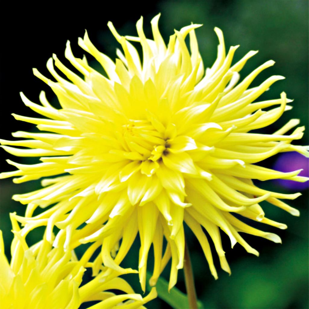 Dahlia cactus Kennemerland 1 pièce Dahlias plants de Image du produit 