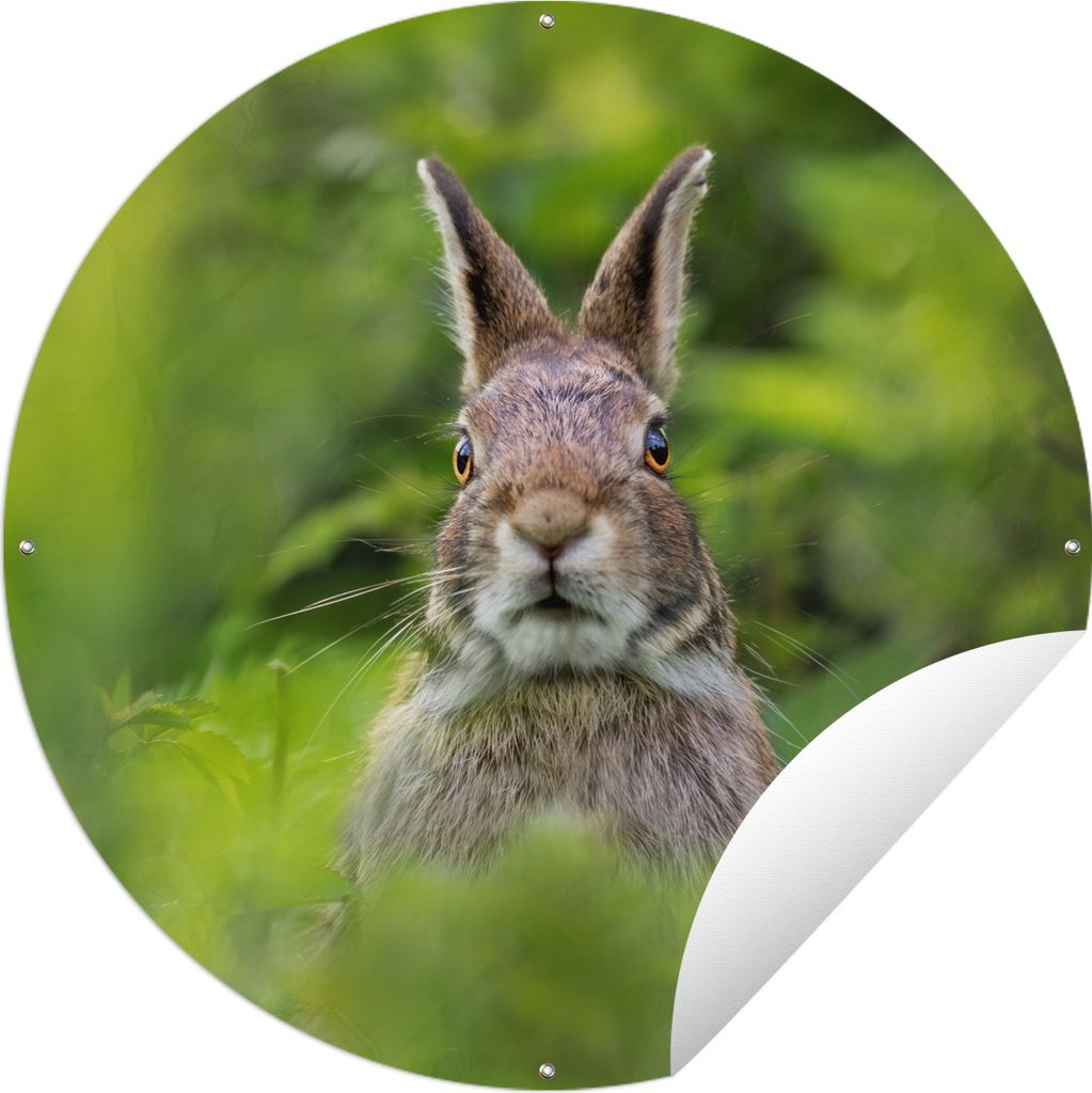 MuchoWow Gartenposter Outdoor-Poster Rund Kaninchen - Gras - Grün Ø 90 cm Gartendeko Rundes Poster draußen
