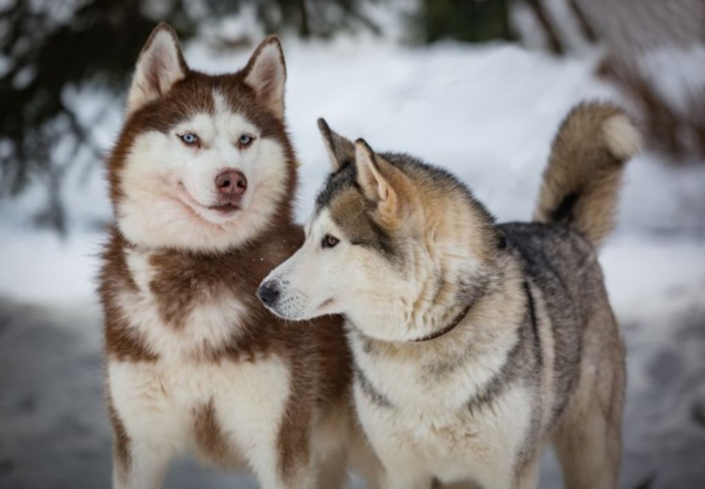 3 D Ansichtskarte Schlittenhunde, Huskys Postkarte Produktbild 