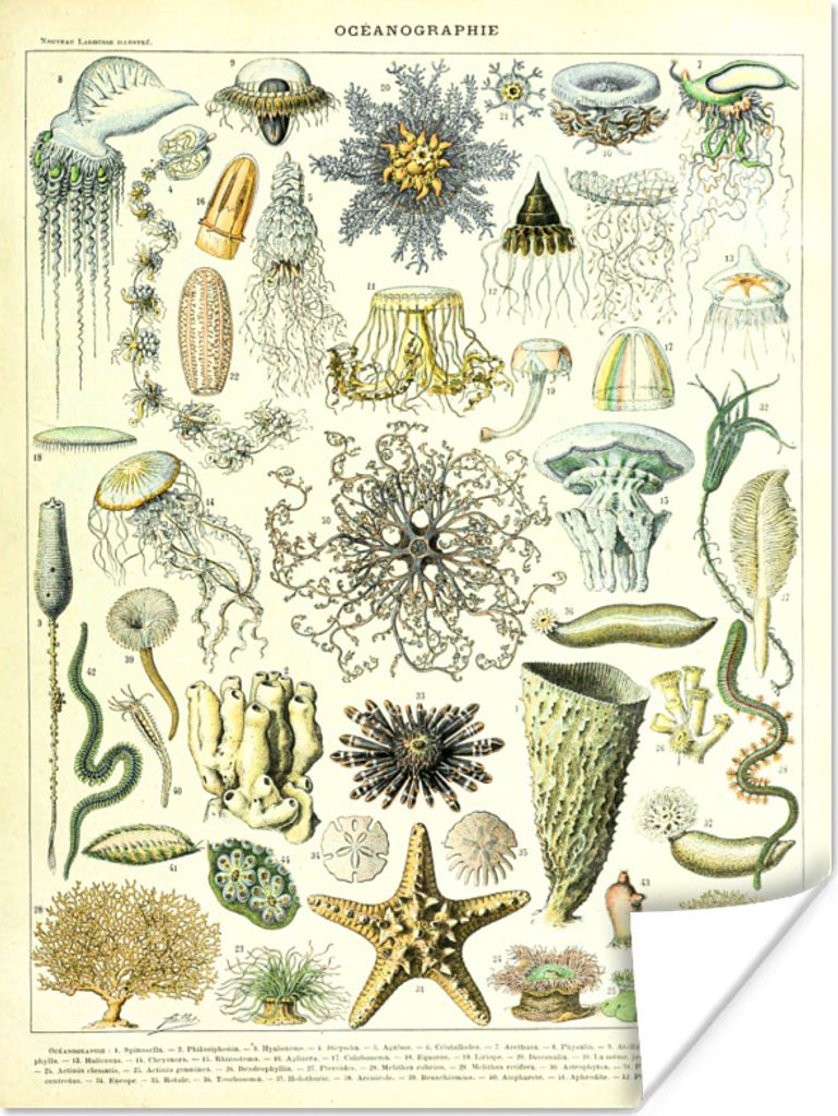 MuchoWow Poster Meerestiere - Tier - Seestern 90x120 cm - Wohnzimmer