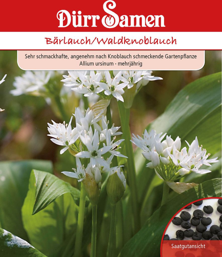 Bärlauch / Waldknoblauch | Bärlauchsamen von Dürr Samen Produktbild 