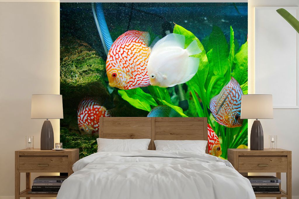 MuchoWow Fototapete für Wohnzimmer oder Schlafzimmer Wandtapete Vinyl Motivtapete Fische in einem Aquarium - 240x240 cm - Schlafzimmer-Tapete