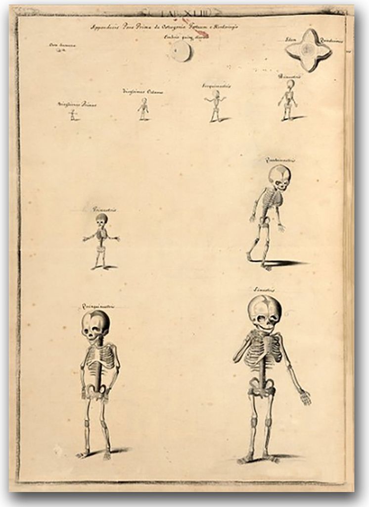 Poster - Canvas - Leinwand - 59,4 cm x 84,1 cm - Fotoposter - Leinwandkunst - Skeleton John Fotherby'ego