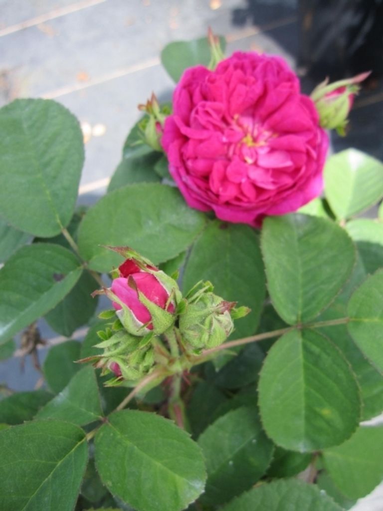 Rosa Rose de Resht - Strauchrose Rose de Resht - Historische Rose