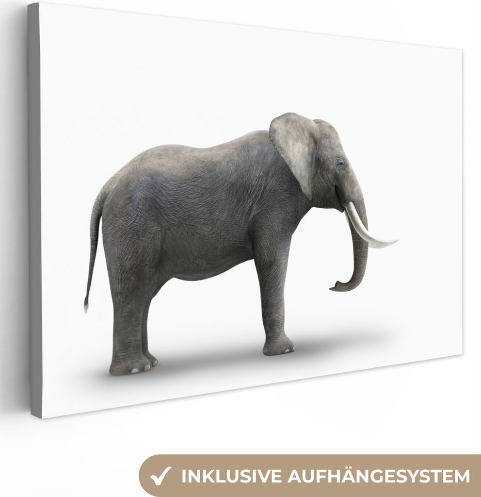 OneMillionCanvasses - Leinwandbilder - 150x100 cm, Elefant auf weißem Hintergrund, Wandbilder Kunstdruck Wanddekoration