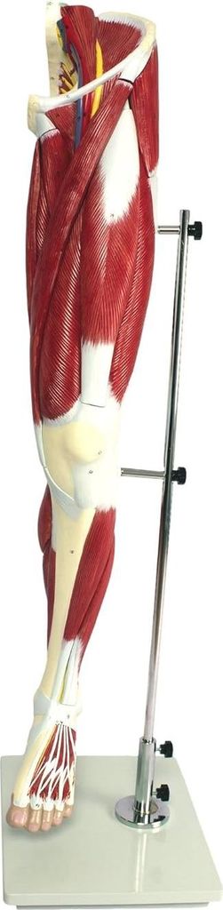 Muskelbein Anatomie Modell lebensgroß 13 teilig Bein Produktbild 