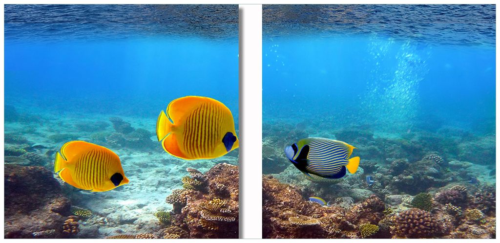 Wallario 2er Set Wandbilder aus Acryl, 50 x 50 cm, freischwebende Optik - Exotische Fische im Meer