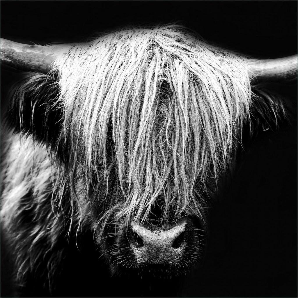 Wallario Magnet für Kühlschrank / Geschirrspüler, magnetisch haftende Folie - 60 x 60 cm, Motiv: Highlander in schwarz-weiß