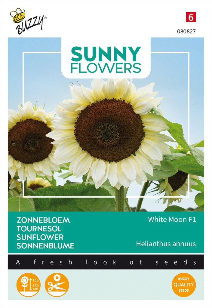 Tournesol White Moon F1 | Graines de tournesol de Buzzy Image du produit 