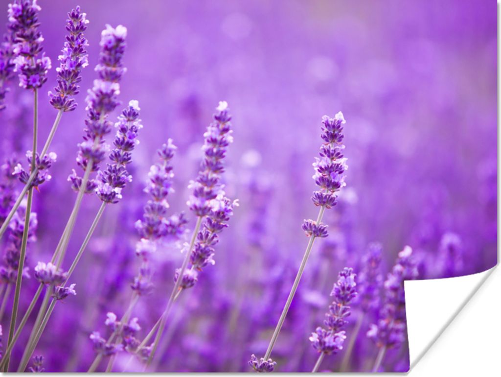 MuchoWow Poster Lavendel - Nahaufnahme - Blumen - Lila 160x120 cm - Foto Plakat