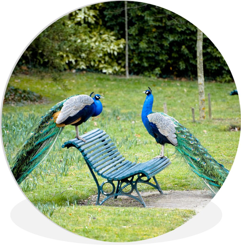 MuchoWow Rundes Wandbild - Runde Bilder Pfau - Bank - Park Ø 60 cm Kreis Wanddekoration Kunststoff - Wandkreis - Wandschmuck - Wand Kreis - Das ...