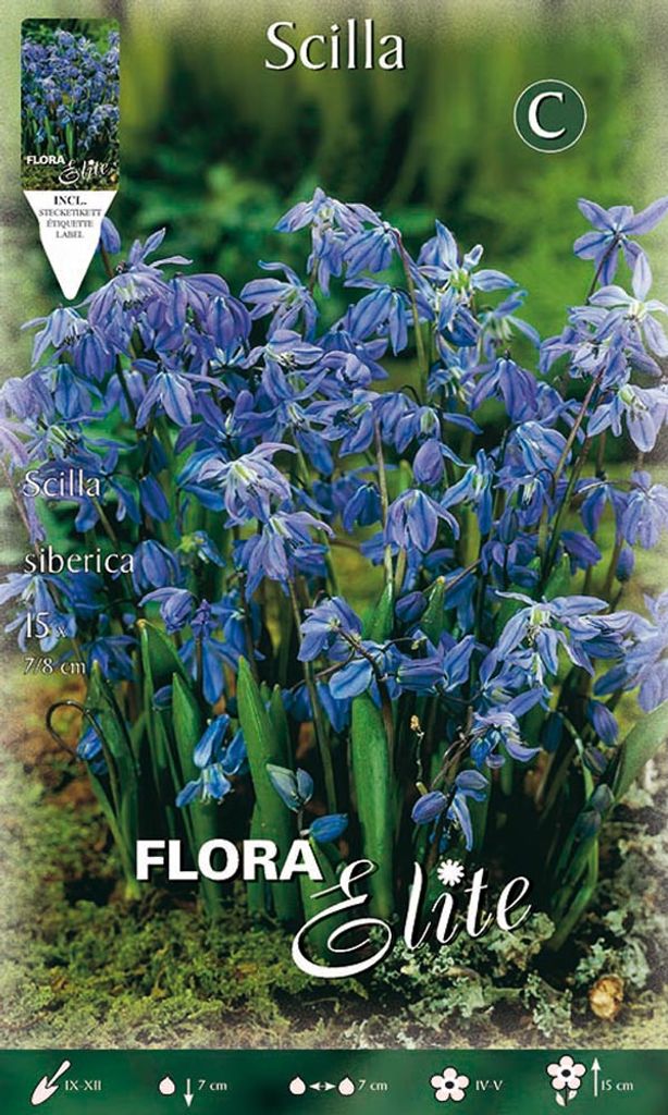 Scilla Blaustern (15 Stück) | Blausternzwiebeln von Flora Elite