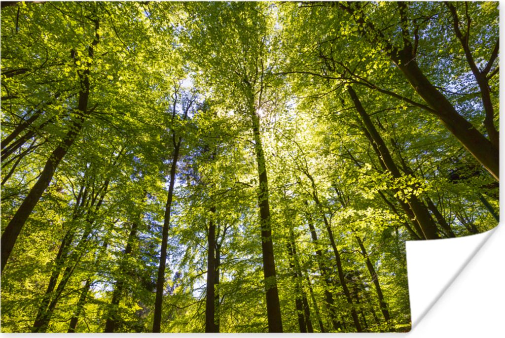 MuchoWow Poster Wald - Sommer - Laub 60x40 cm - Schlafzimmerdekoration