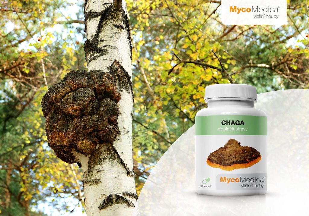 MycoMedica Chaga, 30% Polysaccharide, 4 % Triterpene, 100% Produktbild 