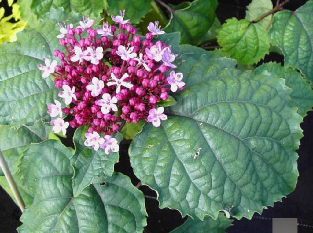 Clerodendrum bungei - Losbaum - Ruhmesblume 40-60