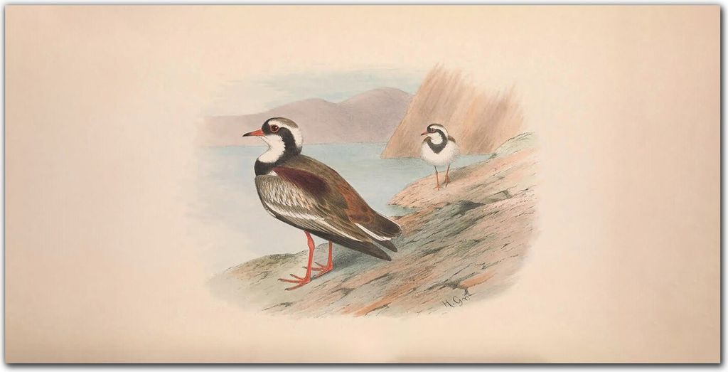 Coloray Bild aus Acryl 140 cm x 70 cm - Gehärtetes Acryl Bild auf Acrylglas Wohnzimmer Küche Dekoration Wanddekoration - Vögel Tiere