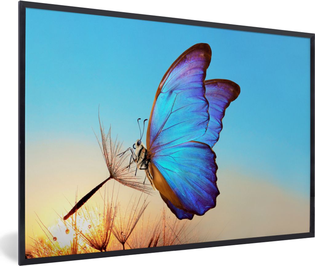 MuchoWow Gerahmtes Poster Schmetterling - Löwenzahn - Blau 90x60 cm - Poster mit Schwarzem Bilderrahmen Wandposter Rahmen Foto Bilder - Fotorahm...