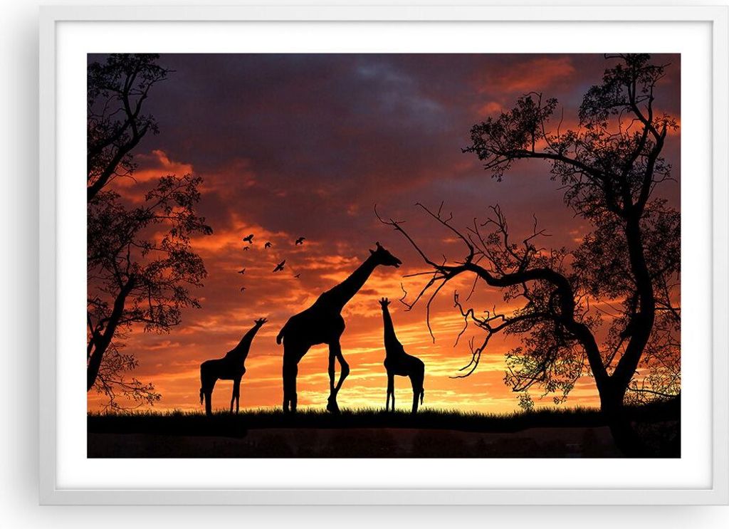 Gerahmtes Poster - Weißer Rahmen - Giraffe Afrika Sonne Produktbild 