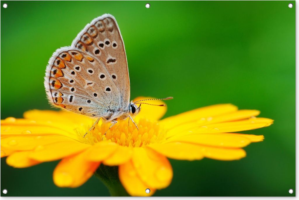 MuchoWow 120x80 cm Outdoor-Poster Gartendeko Sichtschutz Garten Poster für den Garten Blumen - Schmetterling - Natur