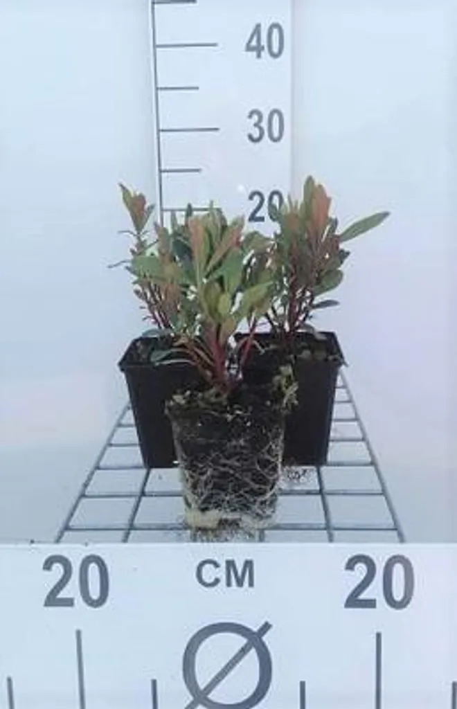 6 Euphorbia amygdaloides Purpurea en pot 9cm - Euphorbe des bois pourpre