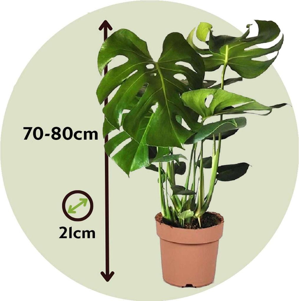 Fensterblatt - Monstera deliciosa - Hhe 70-80cm - 21cm