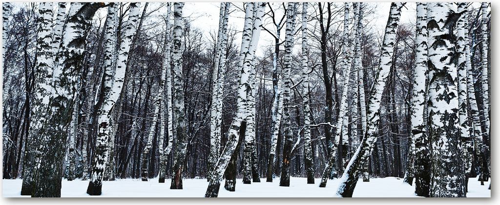 Tulup Leinwandbild - 125x50 cm - Wandkunst - Drucke auf Leinwand - Leinwanddruck - Landschaften - Weiß - Winter Birken