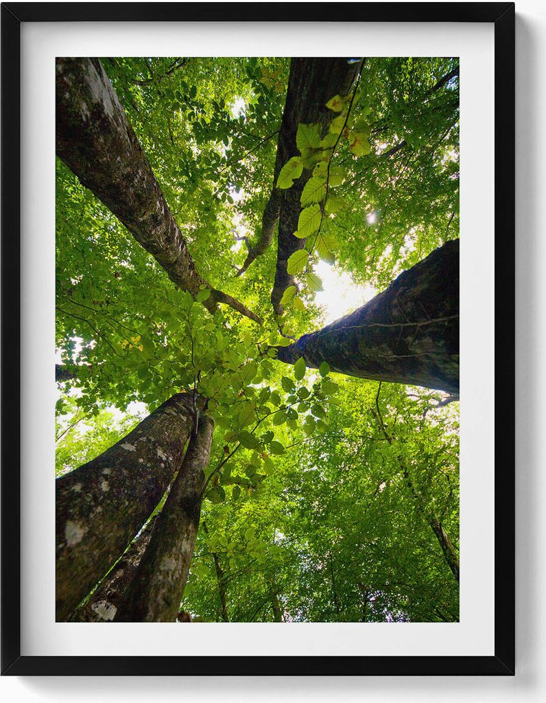 Grüne, belaubte Bäume– Wandbild mit Rahmen – Gerahmtes Bild – Wanddekoration – 60x80 cm – Schwarz Rahmen