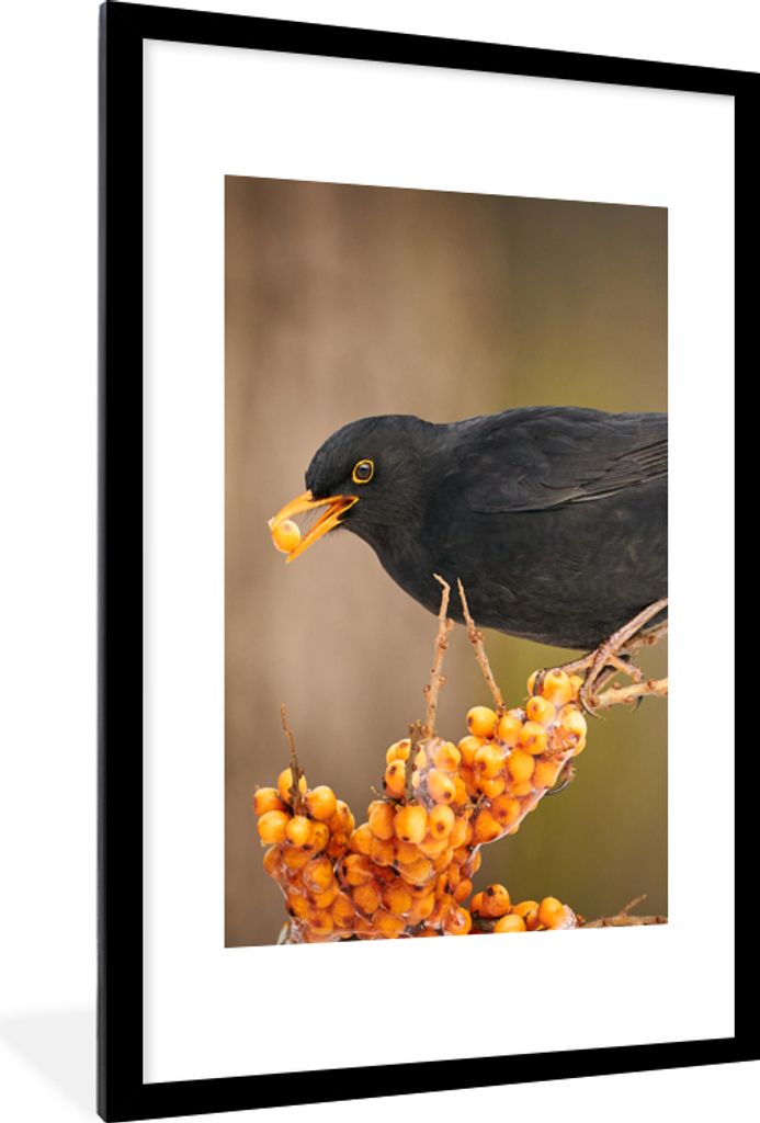 MuchoWow Gerahmtes Poster Vogel - Amsel - Winter - Eis - Beere 60x90 cm - Poster mit Schwarzem Bilderrahmen Wandposter Rahmen Foto Bilder - Dekor...