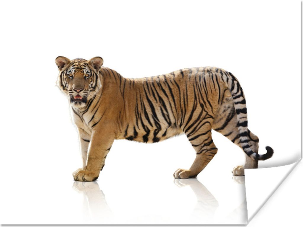 MuchoWow Poster Tiger - Tier - Weiß 160x120 cm - Foto Plakat