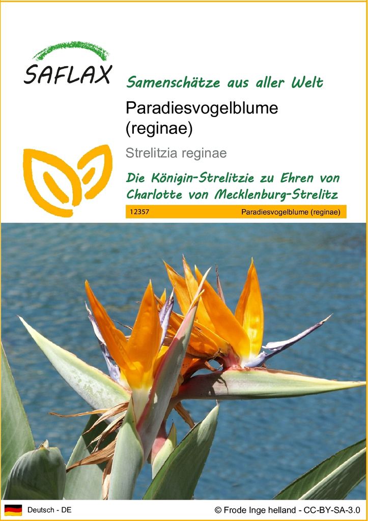 SAFLAX - Paradiesvogelblume (reginae) - 5 Samen - Strelitzia reginae