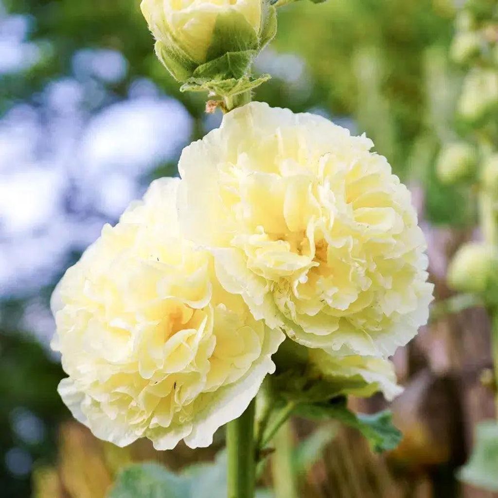 Alcea rosea ‚Queeny Yellow‘ – Stockrose Samen – Buttergelbe gefüllte Blüten – Kompakte Sorte – Mehrjährig – Bienenfreundlich – 2...